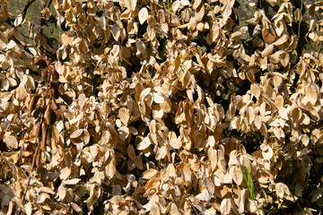 background of dry leaves