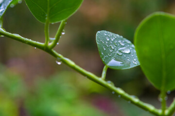 Obraz premium Beautiful green leaves after the rain, covered in water drops