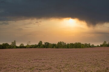 heath bloom with trees in background and foggy sunset