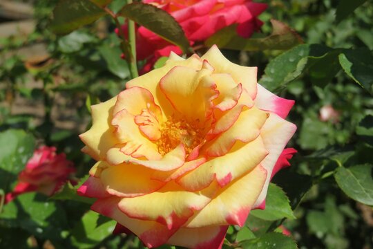 Beautiful rose flower in Florida zoological garden, closeup