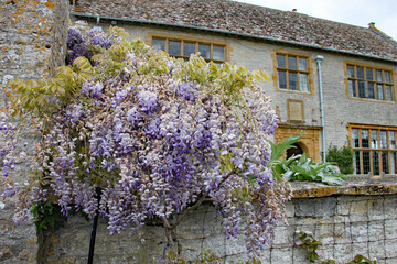 A mass of purple wisteria flowers in front of an English country house