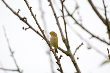 Gartenbesucher Singvogel