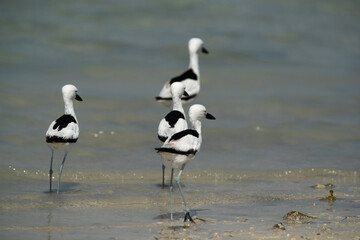 Crab plovers at Busaiteen coast, Bahrain