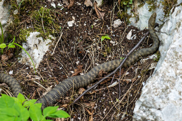 Naklejka na ściany i meble Dice snake, Natrix tessellata in Plitvice National Park, Croatia in Europe