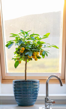 Calamondin Citrus Tree On Window Sill