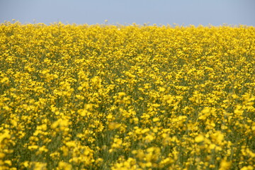 Obraz premium Canola flower fields prince edward island white butterflies 