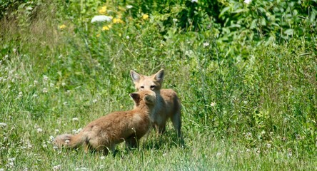 baby foxes in field flowers 4