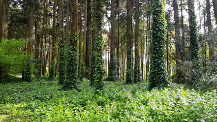 Fototapeta premium Bosque verde de árboles con plantas trepadoras creciendo hacia la luz. Green forest of trees with climbing plants growing towards the light.