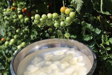 Knoblauchjauche