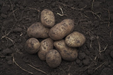 Harvesting fresh organic potatoes from the fertile land