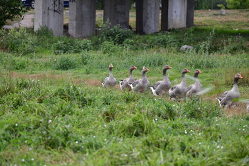 greylag goose in the grass