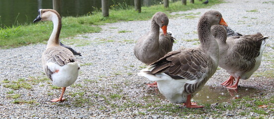 Famiglia di oche a spasso nel parco