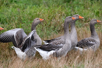 greylag goose in the grass