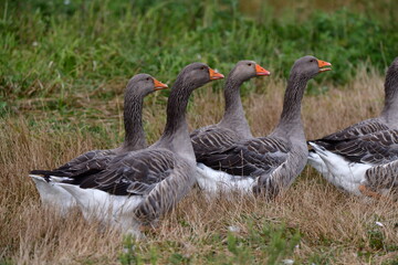 Fototapeta premium greylag goose in the grass