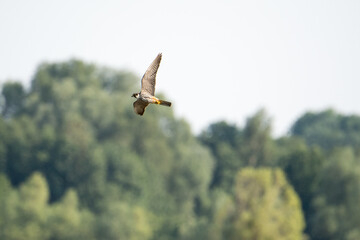 Baumfalke