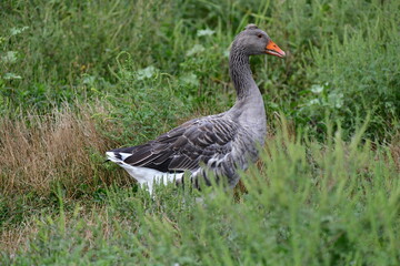 greylag goose in the grass