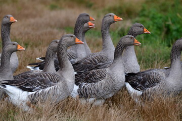 greylag goose in the grass