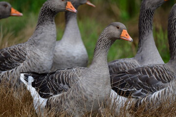 greylag goose in the grass