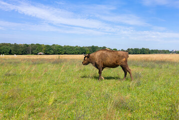The female bison grazes in the meadow