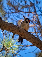 Great Spotted Woodpecker (Dendrocopos major) In a forest in Gran Canaria