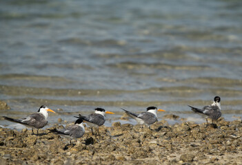 Greater Crested Terns at Bahrain