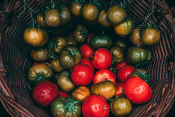 Fresh red & green tomato in basket 