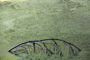 frog pond camouflage stick