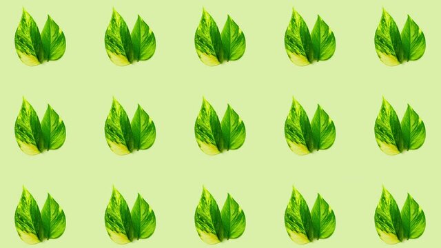 Green leaves 2D background animation, seamless looping, 4K