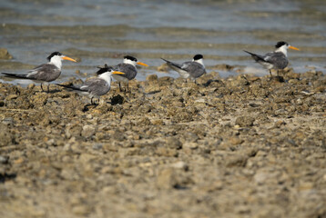 Greater Crested Terns at Bahrain