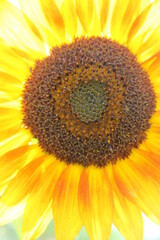 sunflower 2