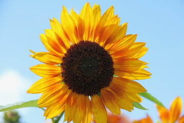 Obraz premium sunflower 1