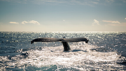 Humpback whale inmmersion