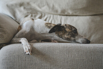 Whippet blanco y atigrado, tumbado encima de un sof&aacute; 