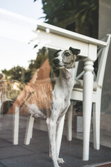 Whippet blanco y atigrado, mira a través del cristal