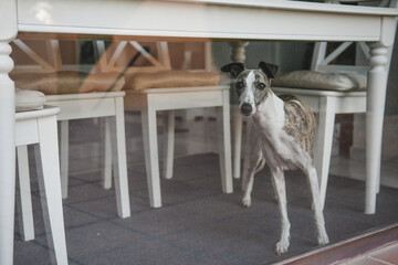 Whippet blanco y atigrado, mira a través del cristal