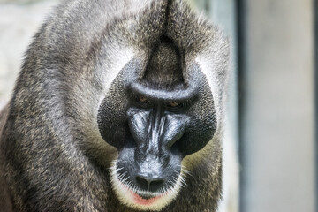 Mandrill