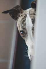 Whippet blanco y atigrado, se asoma por el hueco de la mesa