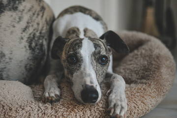 Whippet blanco y atigrado, tumbado en su cama