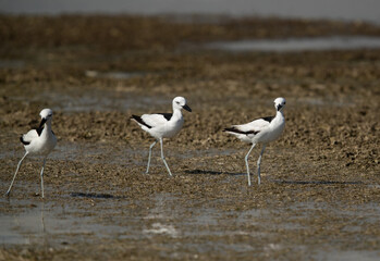 Crab plovers during low tide at Busaiteen coast, Bahrain