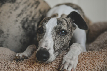 Whippet blanco y atigrado, tumbado en su cama