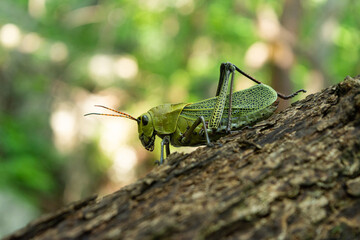 Saltamontes Perezosos