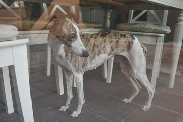 Whippet blanco y atigrado, mira a través del cristal