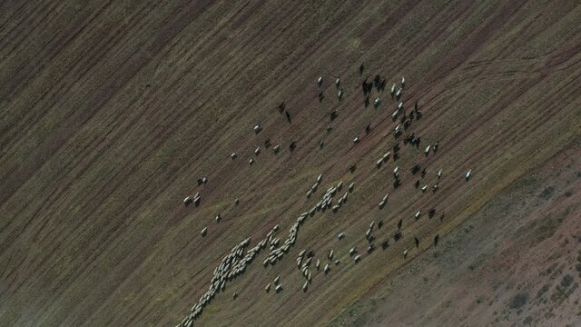 Ankara's Mountain Landscape And Sheep Herds