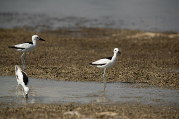 Crab plovers at Busaiteen coast during low tide, Bahrain