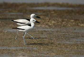 A pait of Crab plovers at Busaiteen coast, Bahrain