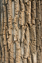 Canada poplar and windows in a park