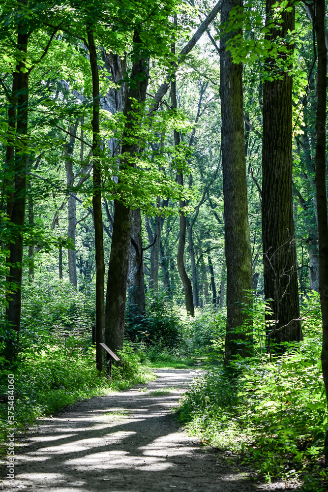 Wall mural empty boardwalk hiking path through the forest