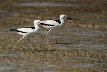 Crab plovers on walk at Busaiteen coast, Bahrain