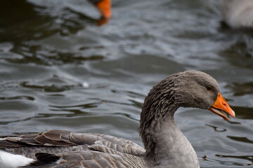 ducks on the water