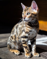 Naklejka na ściany i meble Pure breed Bengal male kitten/cat